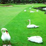 Thumbnail of http://BangkokGC