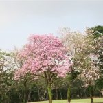 Thumbnail of 