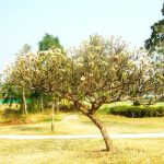 Thumbnail of http://Palm%20Hills%20Golf%20Club