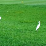 Thumbnail of http://Panya%20Indra%20Golf%20Club