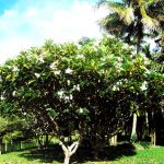 Thumbnail of http://The%20Royal%20Chiangmai%20Golf%20Resort