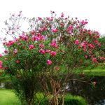 Thumbnail of http://The%20Royal%20Golf%20&%20Country%20Club